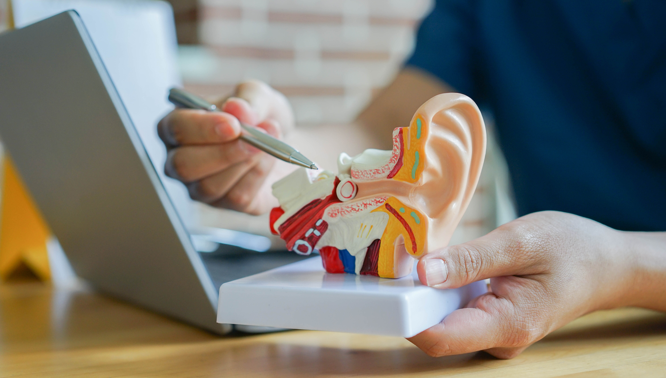 An audiologist in the Seattle, WA area holds a model of an ear next to a laptop.